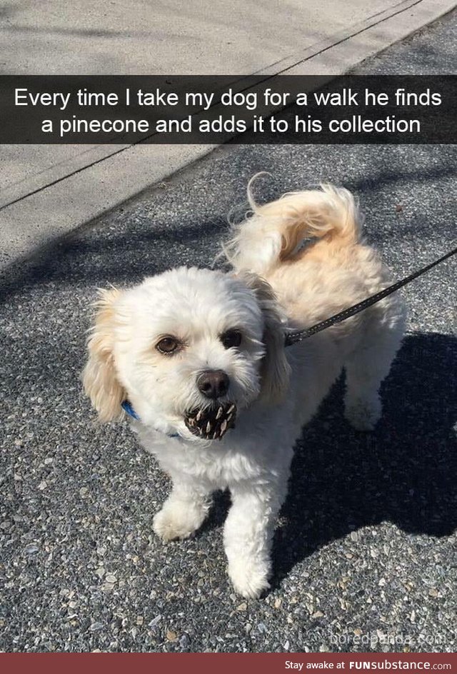 Dog with pine cone