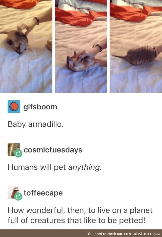 Pet anything and everything