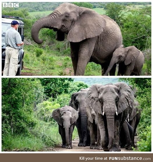 A herd of elephants marched 12 hours to the house of Lawrence Anthony after he died