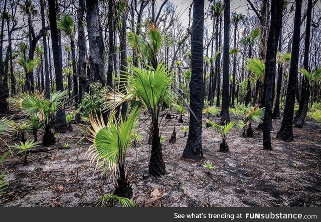 The re-birth of nature after the bushfires. Australia