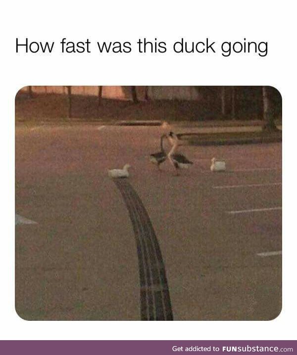 Duck: Tokyo Drift