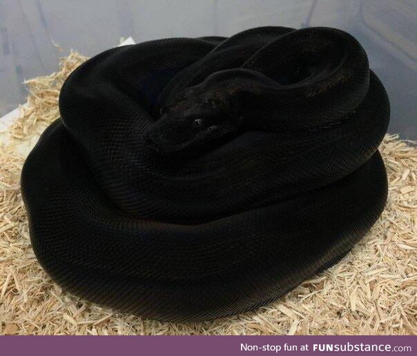 The blackness of this snake