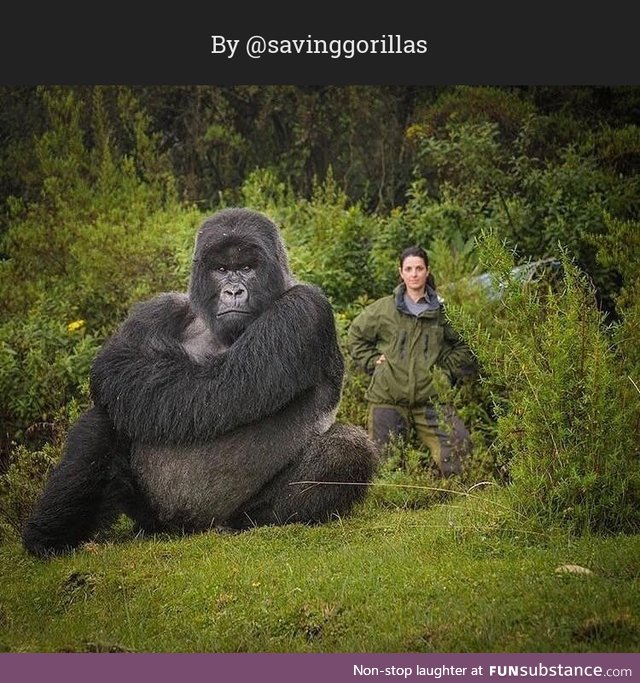 Meet Isabukuru, a protected Gorilla in Rwanda. Behind him is Veronica