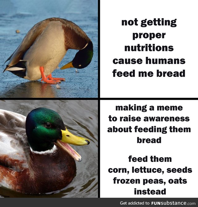 Bread is the enemy of life