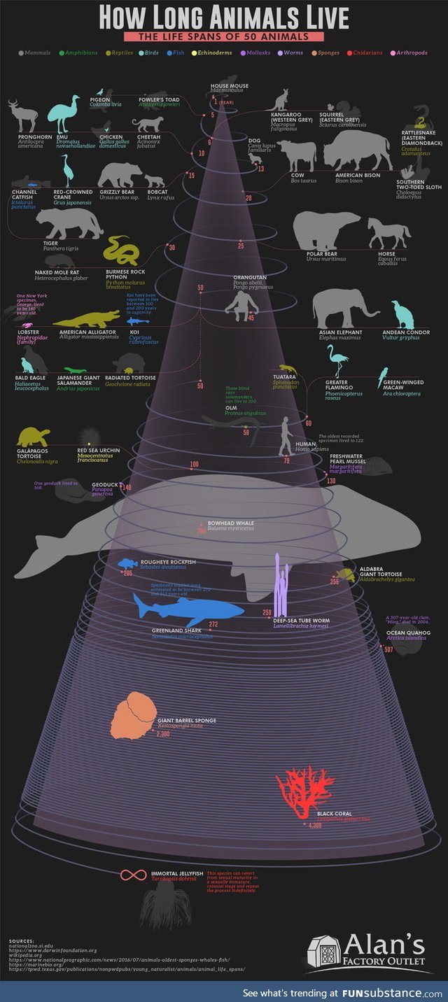 How long animals live - the lifespan of 50 animals visualized on a spiral