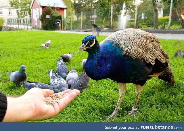 Peafowls are basically oversized pigeons, with fancy feathers