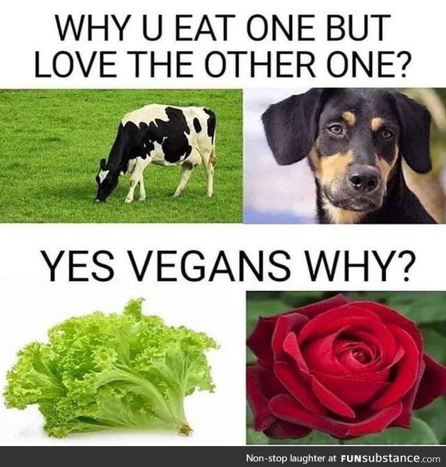 Lettuce life matters