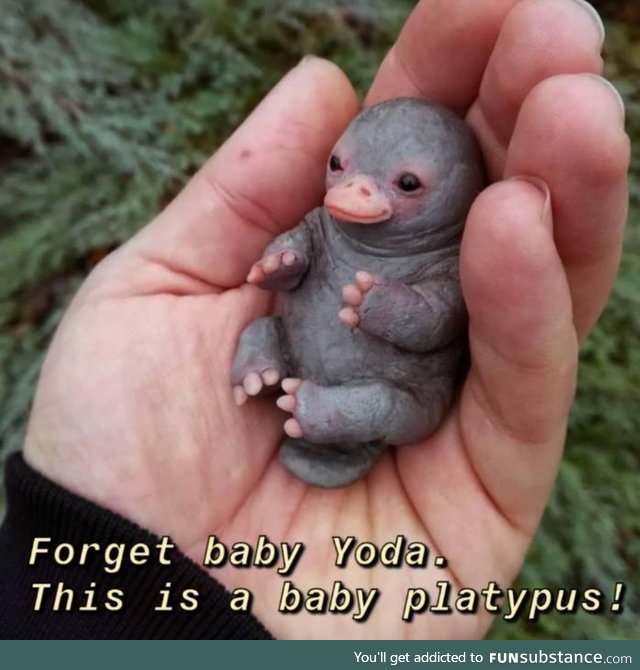 Baby platypus is love