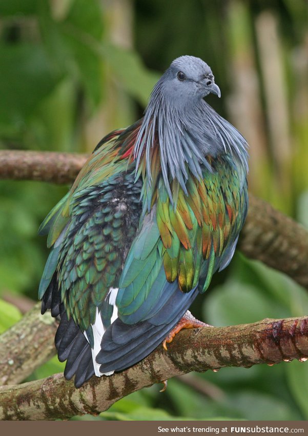 Nicobar pigeon (Caloenas nicobarica) - PigeonSubstance