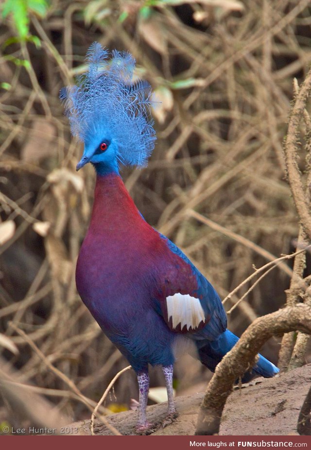 Sclater's crowned pigeon (Goura sclaterii) - PigeonSubstance