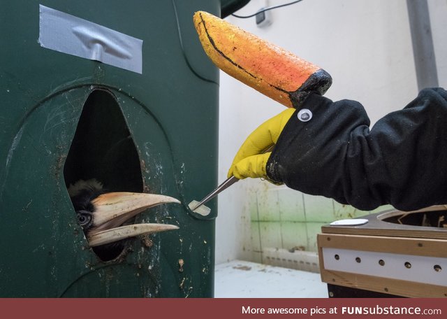 How a zoo feeds their baby hornbills