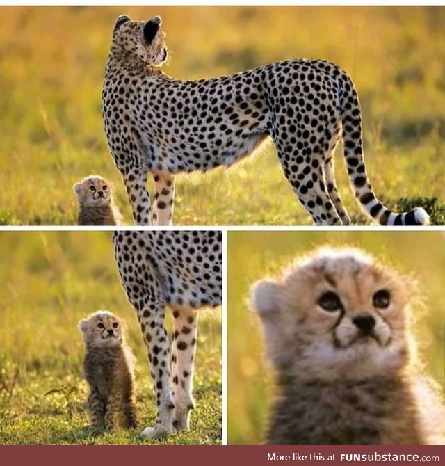 The absolute cutest Cheetah cub ever