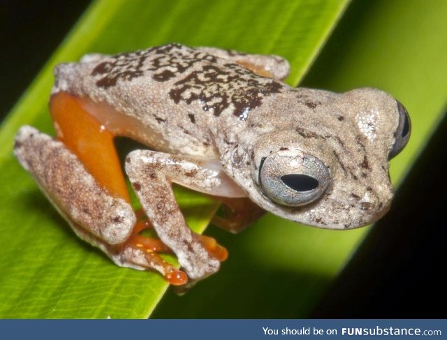 Froggo Fren #92 - Dendropsophus ozzyi