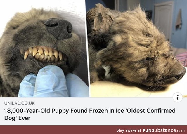 18,000 year old puppy found