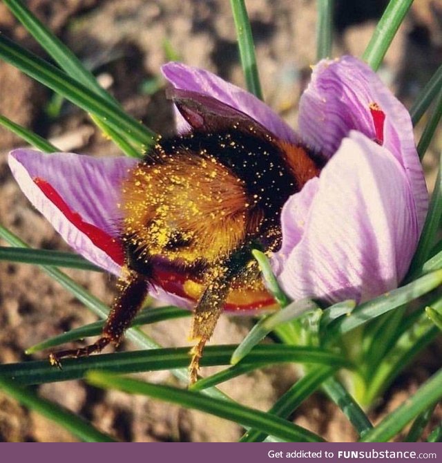 Tired bumblebee fell asleep inside a flower with pollen on its butt