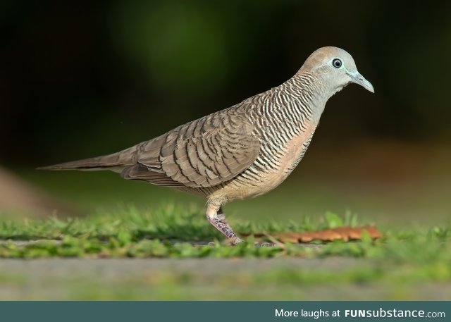 Zebra dove (Geopelia striata) - PigeonSubstance