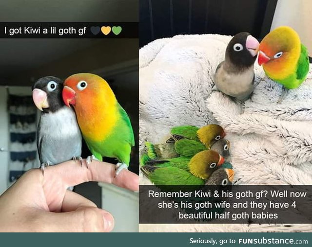 Love birbs