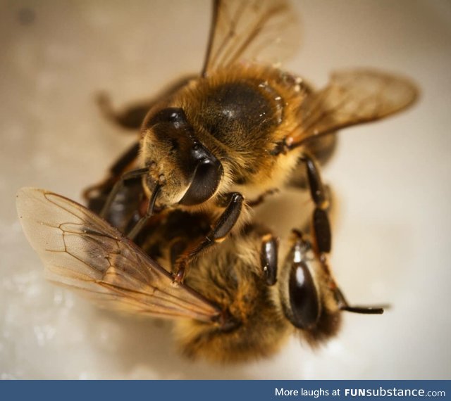 Since we're posting pics we've taken of honeybees I thought I'd add mine too!