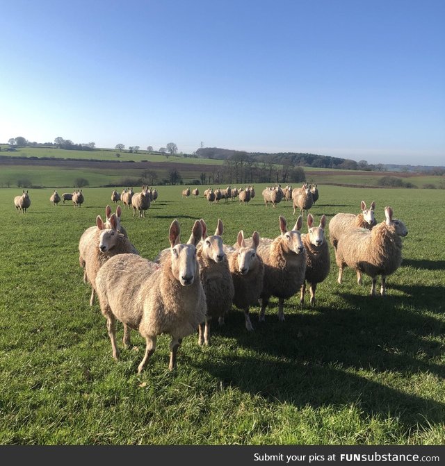 These sheep have uppy ears