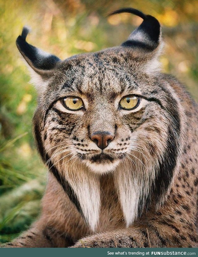 Iberian Lynx