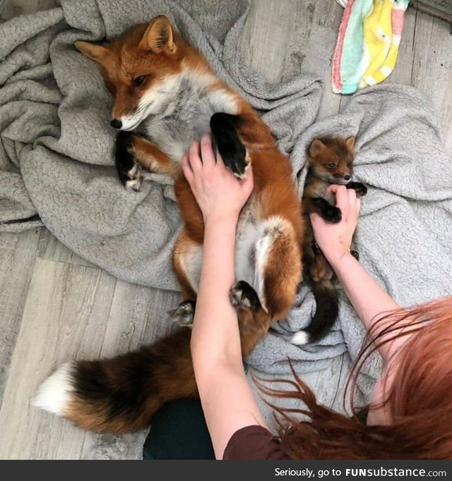 Belly rubs are a universal good time