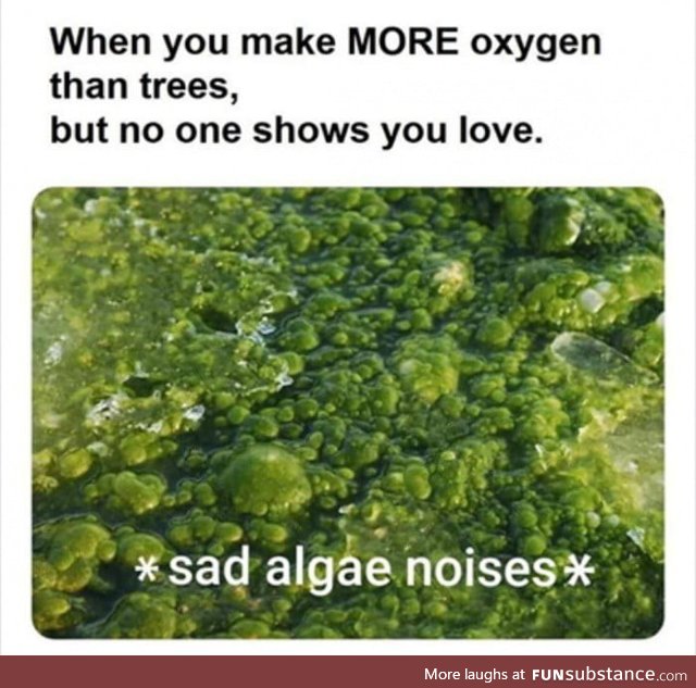 Sad algea