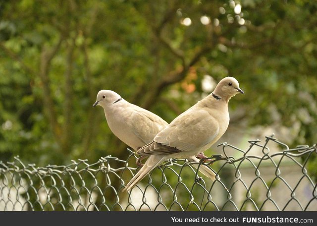 Eurasian collared dove (Streptopelia decaocto) - PigeonSubstance