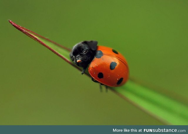 Lady pug