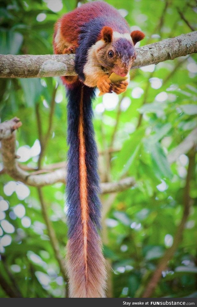 Malabar Squirrel