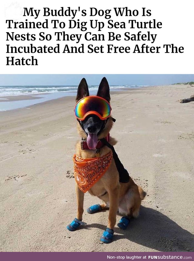 This dog is cooler than you AND has a job