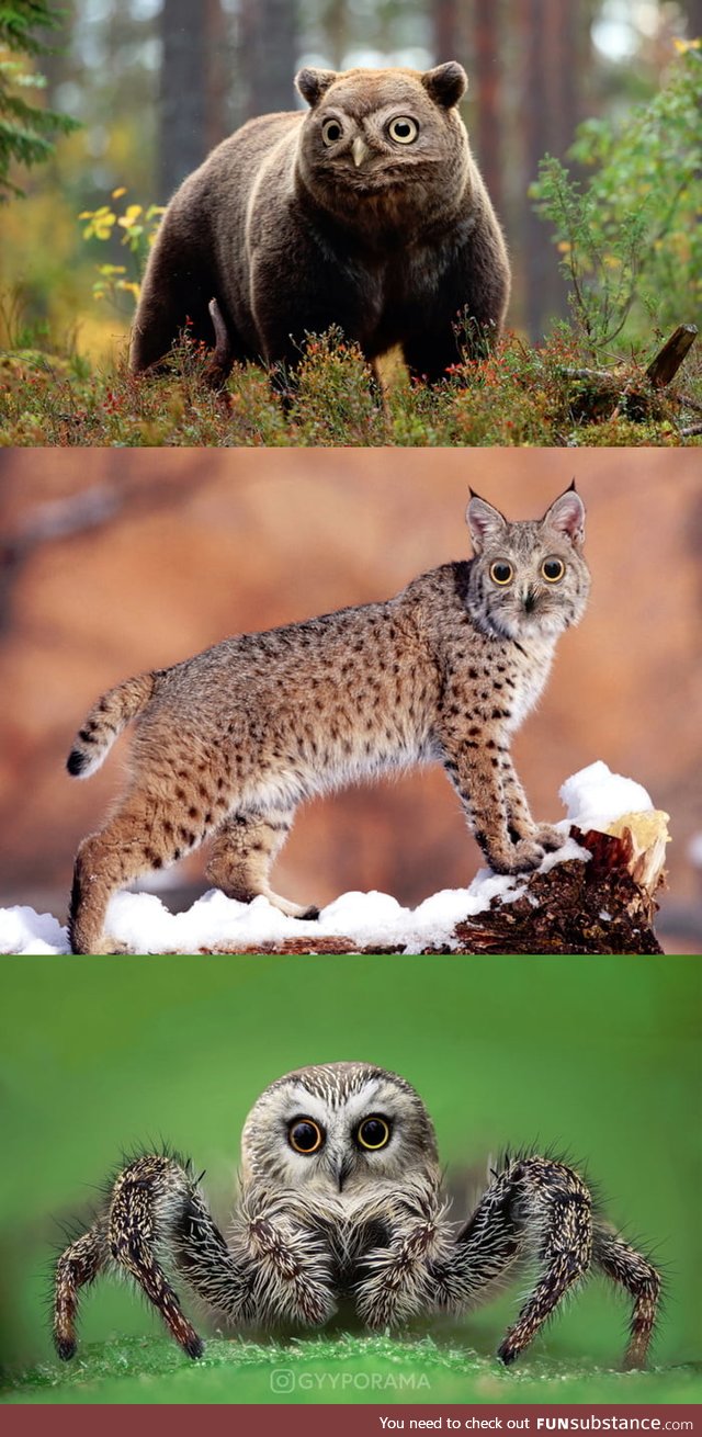 Since it's Superbowl today, here are some superb owls