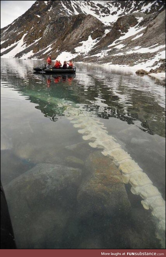 A fin whale vertebrae submerged in a Norwegian lake