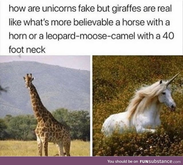 Giraffes are weird