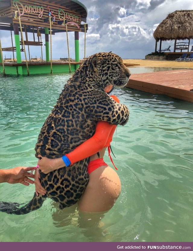 This poor enormous kitty is afraid of water