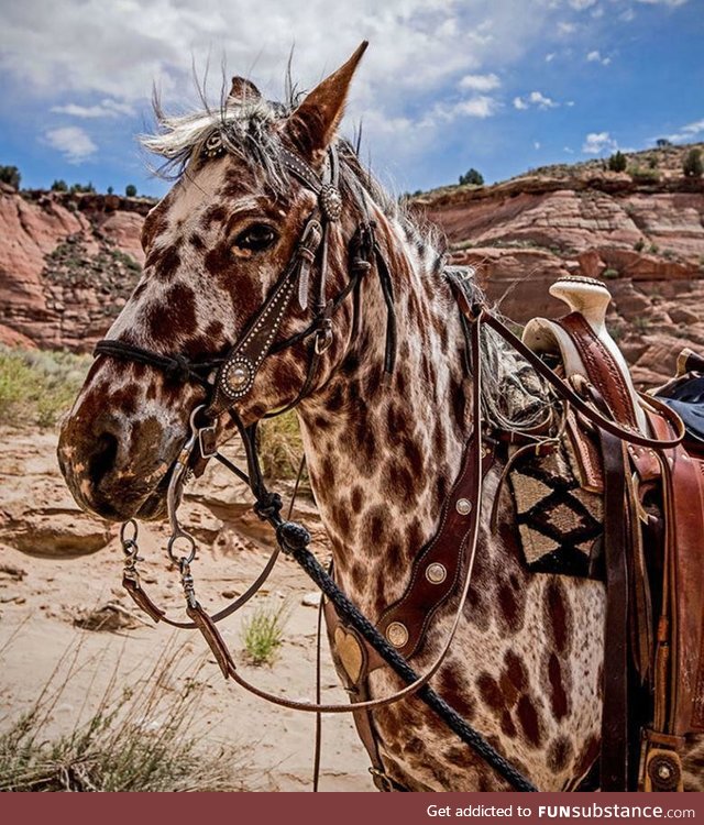 An leopard appaloosa