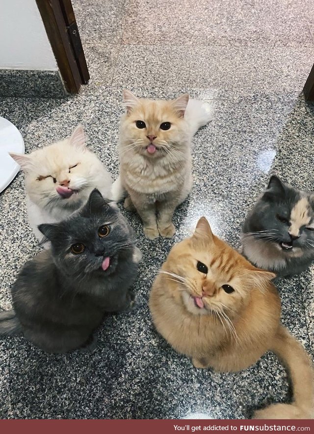 The blep gang