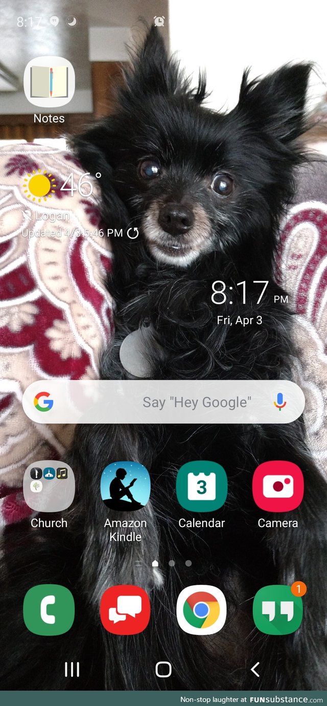 My wallpaper - My late dog Shadow