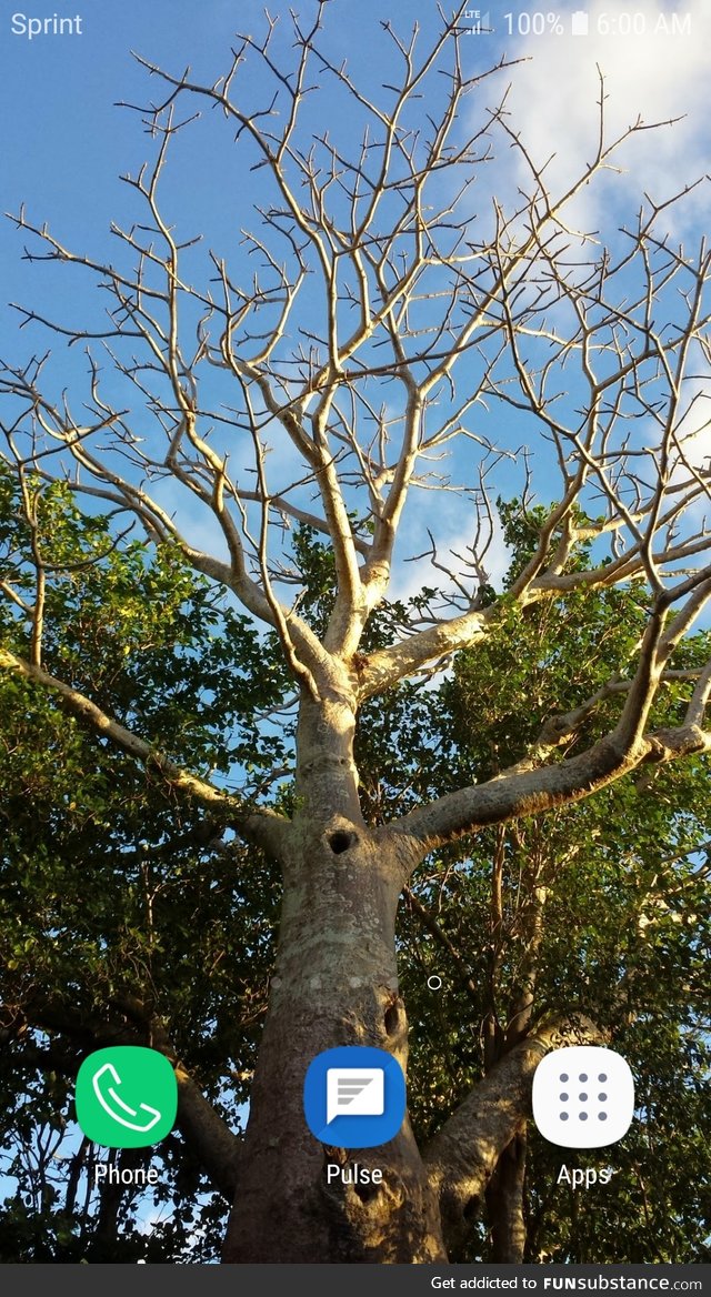 Baobab tree