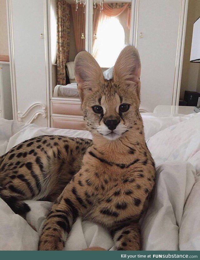 Savannah Cats are amazing