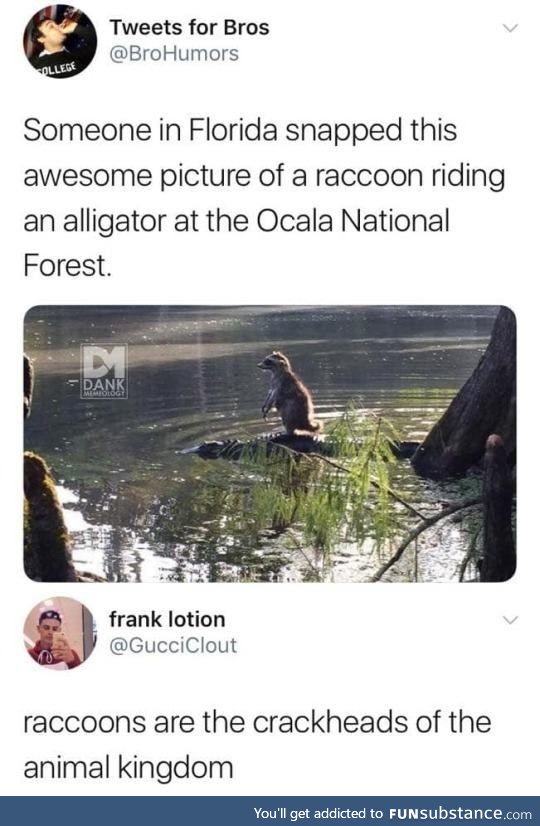 Crackcoon