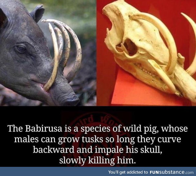 Interesting evolution trait of the Babirusa