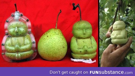 Buddha shaped pears