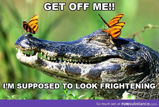 Crocodile is not pleased with being fabulous