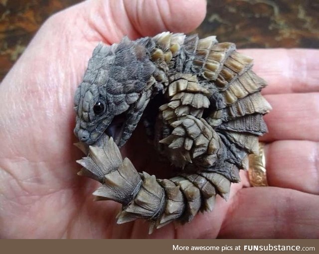 This Armadillo girdled lizard biting it's tail looks like a mini dragon