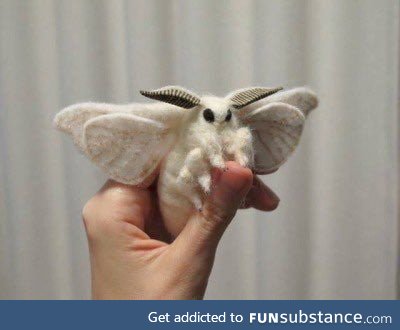 This is a Venezuelan Poodle Moth