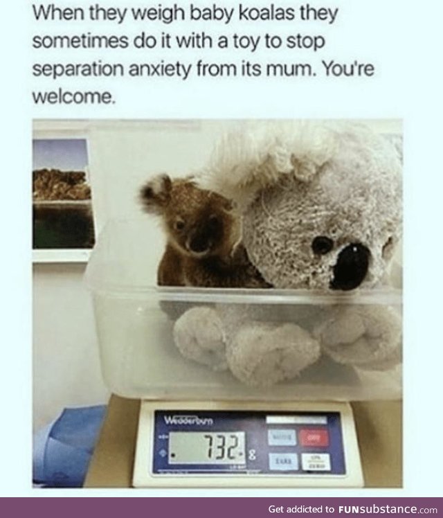 Never stress out the Koala