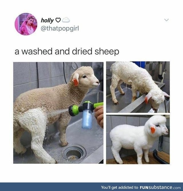 Washed Sheep