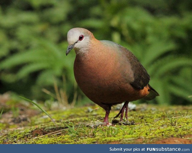 Lemon dove (Columba larvata) - PigeonSubstance