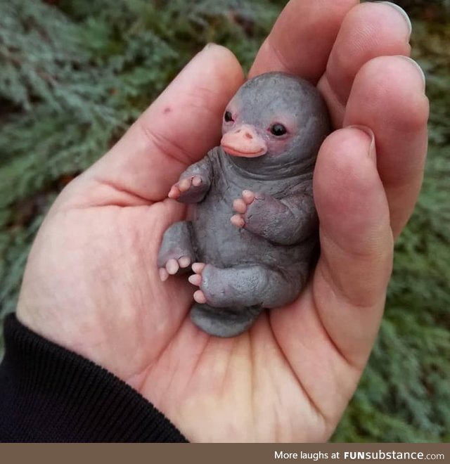 Baby platypus