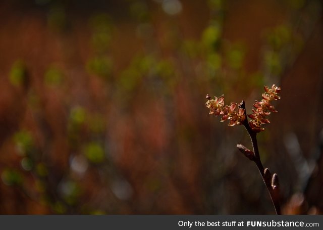 Bog-myrtle (another favorite plant of mine)